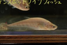 画像2: 【淡水魚】【通販】ゴールデンスポットナイフフィッシュ【１匹 サンプル画像】(大型魚)(生体)(熱帯魚)NKO (2)