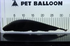 画像1: 【淡水魚】【通販】激レアサイズ XXＬサイズ ブラックゴースト【個体販売】(±32cm)(大型魚)(生体)(熱帯魚)NKO (1)