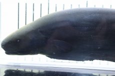 画像2: 【淡水魚】【通販】激レアサイズ XXＬサイズ ブラックゴースト【個体販売】(±32cm)(大型魚)(生体)(熱帯魚)NKO (2)