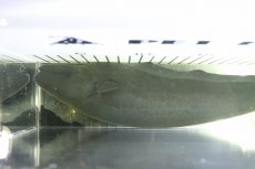 画像3: 【淡水魚】【通販】激レアサイズ XXＬサイズ ブラックゴースト【個体販売】(±32cm)(大型魚)(生体)(熱帯魚)NKO (3)