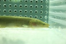 画像2: 【淡水魚】【通販】モルミロプス エンギストマ コンゴ産 ワイルド【1匹 サンプル画像】(±9cm)(大型魚)（生体）（熱帯魚）NKO (2)