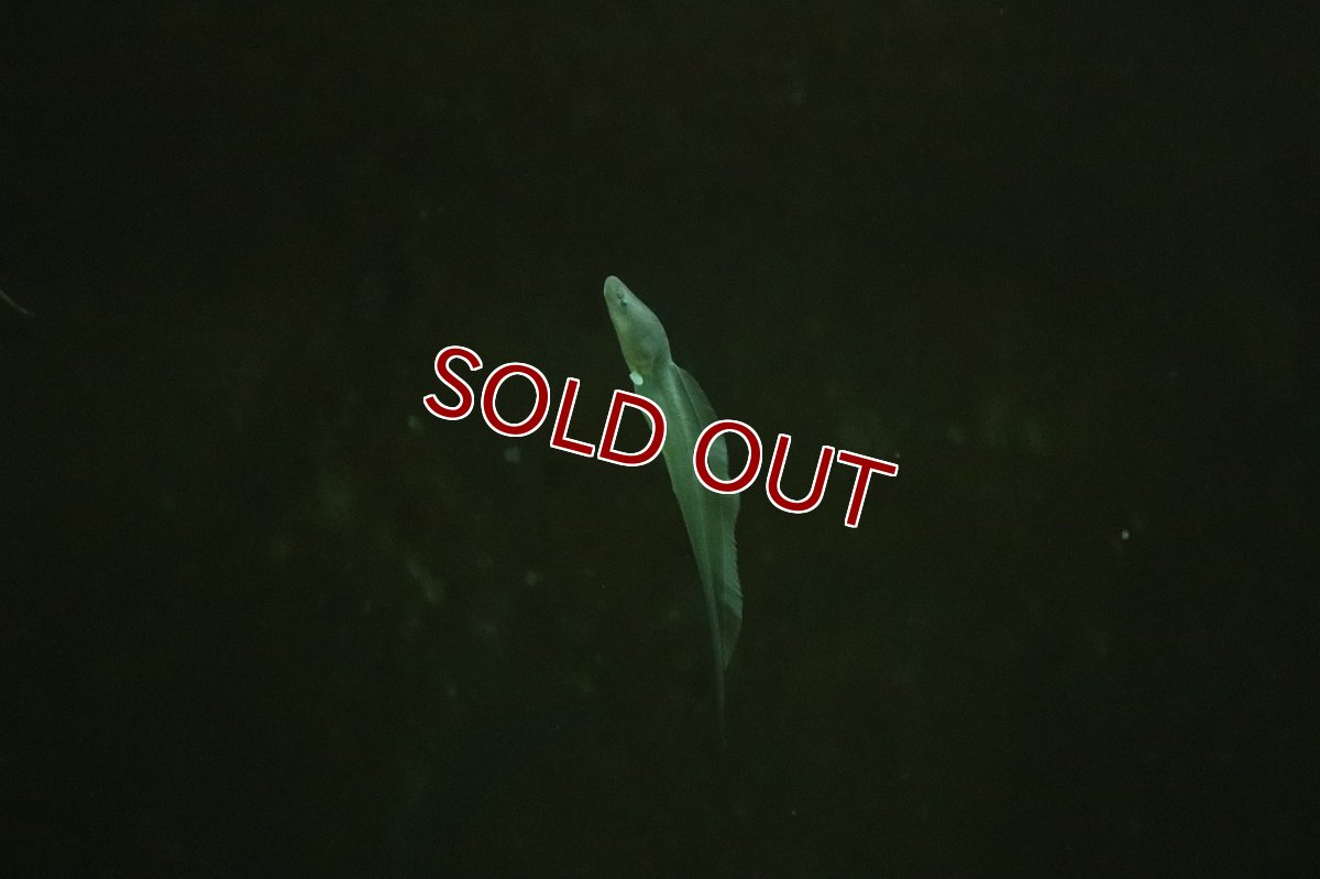 画像1: 【淡水魚】【通販】ジムナーカス【1匹 サンプル画像】(大型魚)（生体）（熱帯魚）NKO (1)