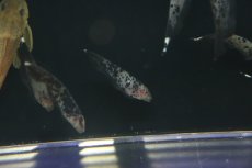 画像1: 【淡水魚】【通販】激レア 選別個体 マーブル ブラックゴースト【1匹 サンプル画像】(±5-8cm)(大型魚)（生体）（熱帯魚）NKO (1)