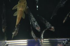 画像2: 【淡水魚】【通販】激レア 選別個体 マーブル ブラックゴースト【1匹 サンプル画像】(±5-8cm)(大型魚)（生体）（熱帯魚）NKO (2)