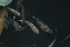 画像4: 【淡水魚】【通販】激レア 選別個体 マーブル ブラックゴースト【1匹 サンプル画像】(±5-8cm)(大型魚)（生体）（熱帯魚）NKO (4)