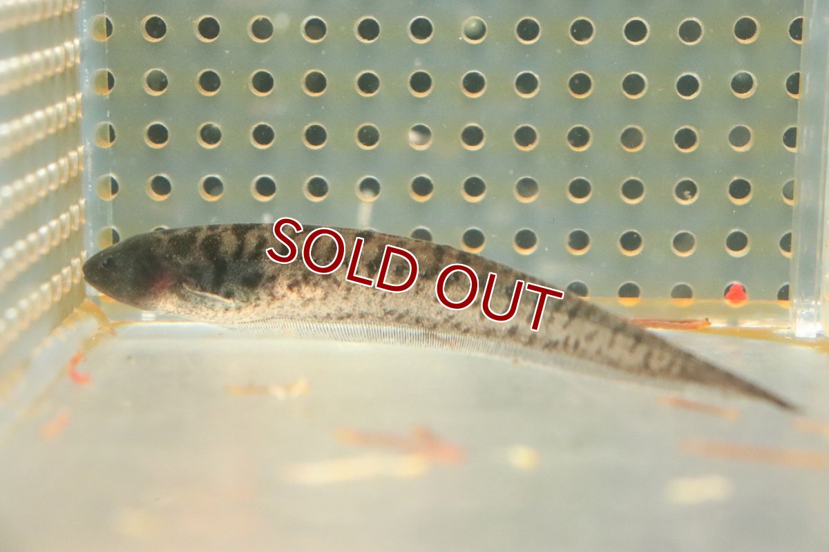 画像1: 【淡水魚】【通販】レア種 レッドチークゼブラグラスナイフフィッシュ【1匹 サンプル画像】(±9cm)(大型魚)（生体）（熱帯魚）NKO (1)