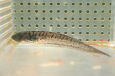 画像1: 【淡水魚】【通販】レア種 レッドチークゼブラグラスナイフフィッシュ【1匹 サンプル画像】(±9cm)(大型魚)（生体）（熱帯魚）NKO (1)