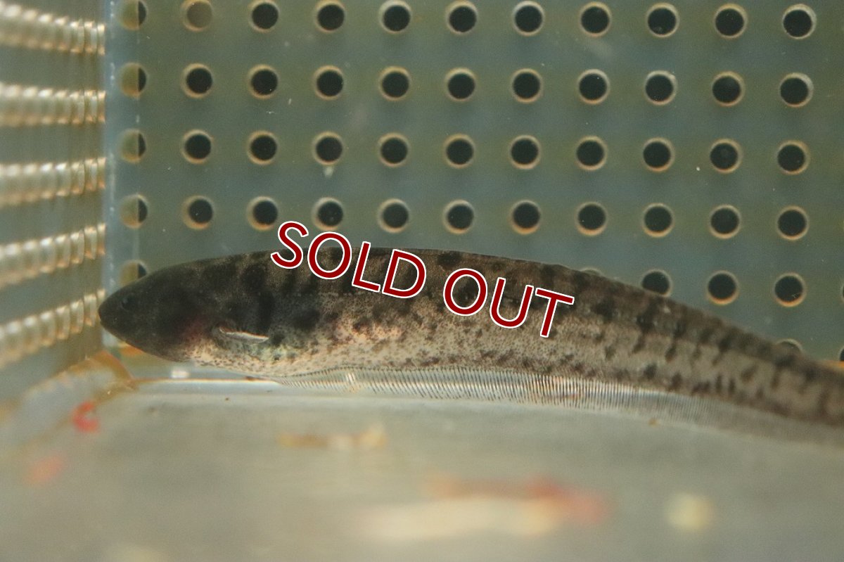 画像2: 【淡水魚】【通販】レア種 レッドチークゼブラグラスナイフフィッシュ【1匹 サンプル画像】(±9cm)(大型魚)（生体）（熱帯魚）NKO (2)