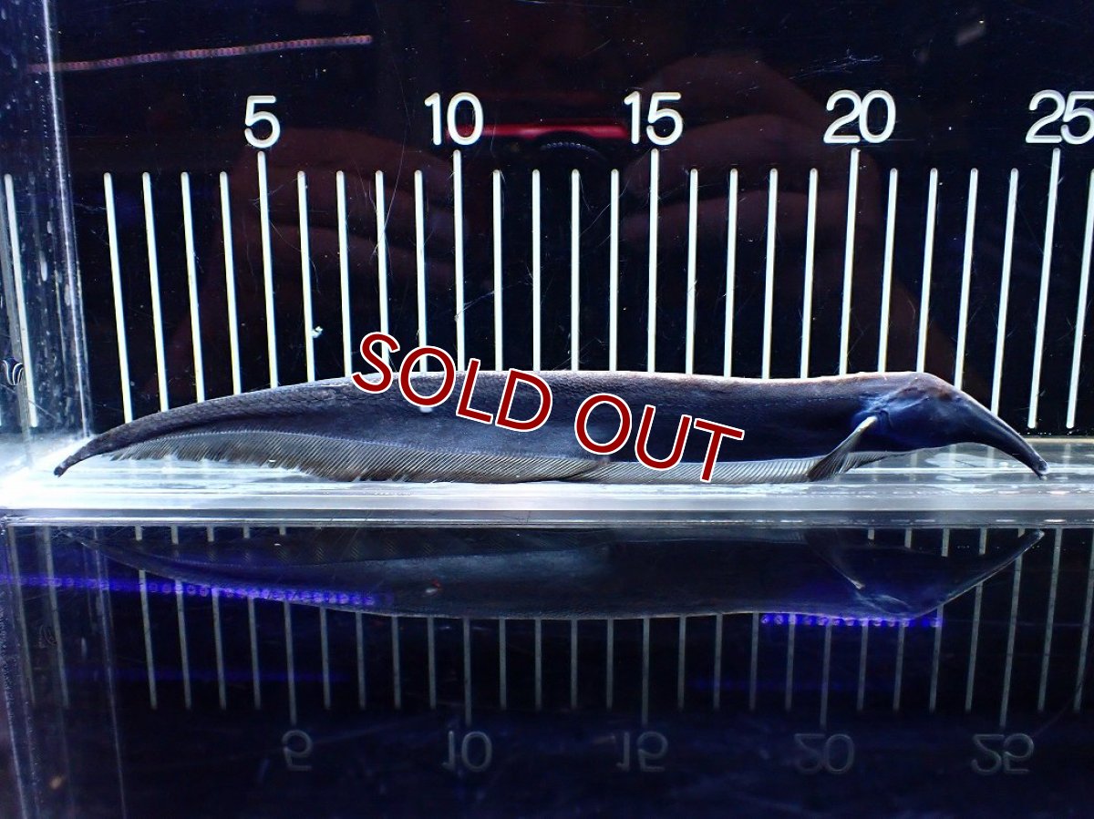 画像1: 【淡水魚】【通販】激レア ロングノーズエレファントナイフフィッシュ【1匹 サンプル画像】(±23cm)(大型魚)(生体)(熱帯魚)NKO (1)