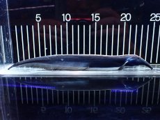 画像1: 【淡水魚】【通販】激レア ロングノーズエレファントナイフフィッシュ【1匹 サンプル画像】(±23cm)(大型魚)(生体)(熱帯魚)NKO (1)