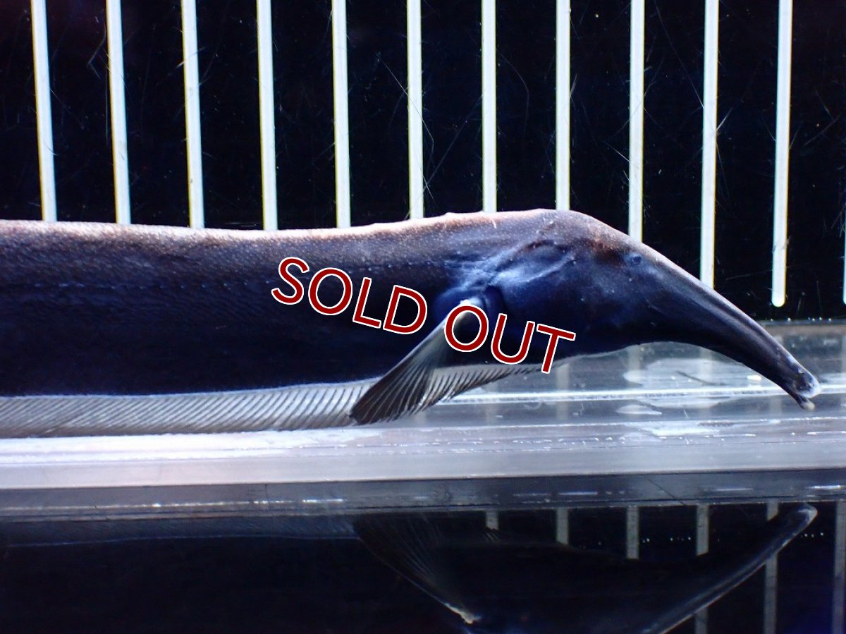 画像2: 【淡水魚】【通販】激レア ロングノーズエレファントナイフフィッシュ【1匹 サンプル画像】(±23cm)(大型魚)(生体)(熱帯魚)NKO (2)