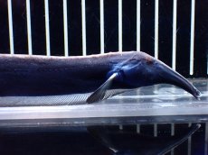 画像2: 【淡水魚】【通販】激レア ロングノーズエレファントナイフフィッシュ【1匹 サンプル画像】(±23cm)(大型魚)(生体)(熱帯魚)NKO (2)