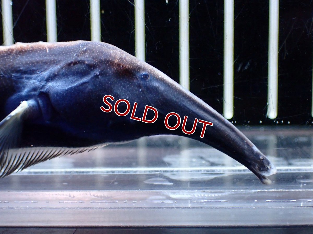 画像3: 【淡水魚】【通販】激レア ロングノーズエレファントナイフフィッシュ【1匹 サンプル画像】(±23cm)(大型魚)(生体)(熱帯魚)NKO (3)