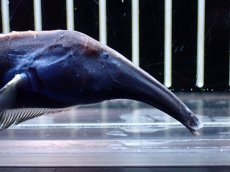 画像3: 【淡水魚】【通販】激レア ロングノーズエレファントナイフフィッシュ【1匹 サンプル画像】(±23cm)(大型魚)(生体)(熱帯魚)NKO (3)