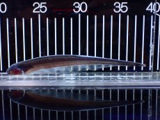 画像1: 【淡水魚】【通販】レア種 ソクラテスナイフフィッシュ【1匹 サンプル画像】(±16cm)(大型魚)(生体)(熱帯魚)NKO (1)