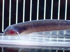 画像2: 【淡水魚】【通販】レア種 ソクラテスナイフフィッシュ【1匹 サンプル画像】(±16cm)(大型魚)(生体)(熱帯魚)NKO (2)