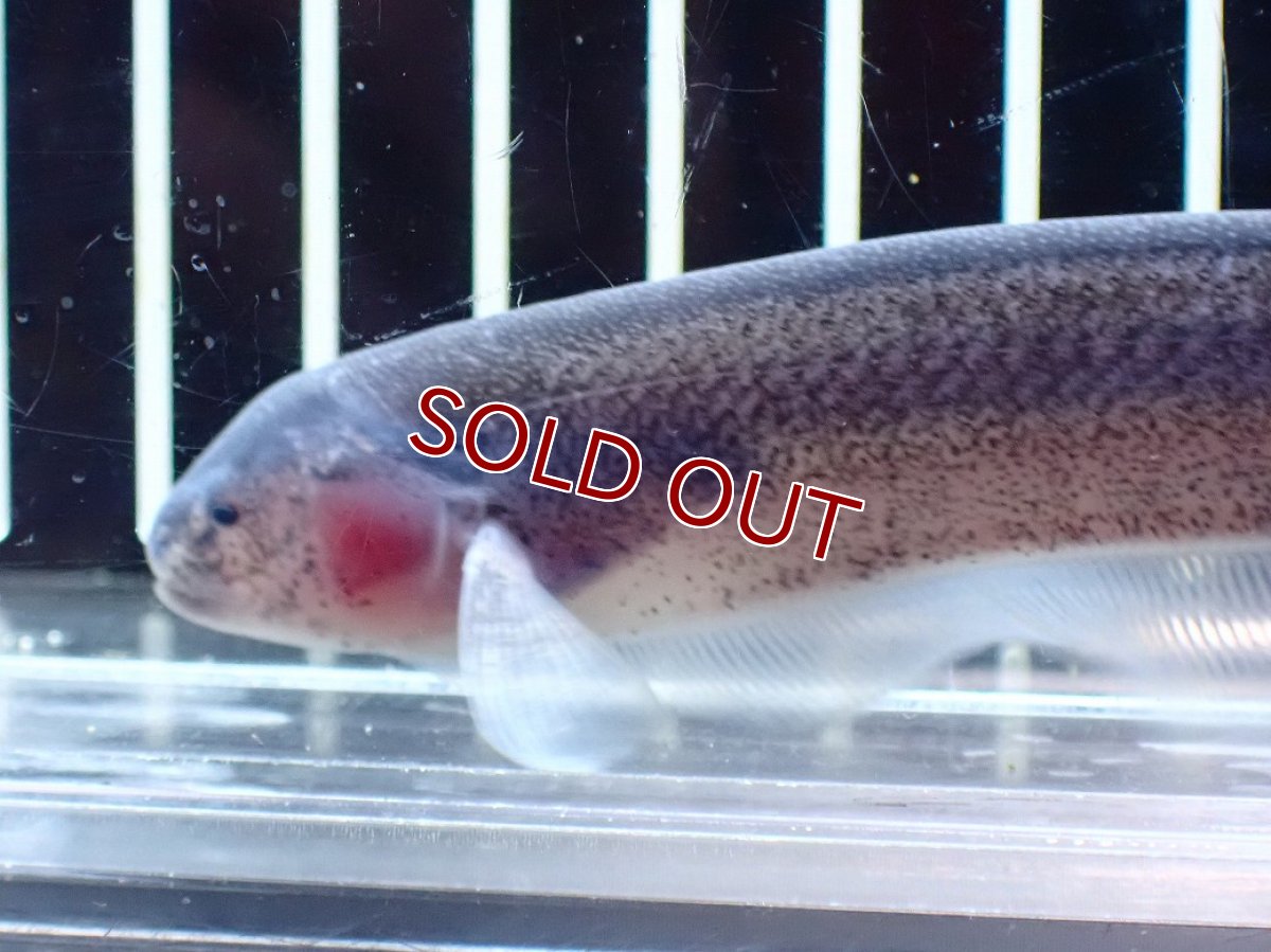 画像3: 【淡水魚】【通販】レア種 ソクラテスナイフフィッシュ【1匹 サンプル画像】(±16cm)(大型魚)(生体)(熱帯魚)NKO (3)