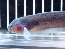 画像3: 【淡水魚】【通販】レア種 ソクラテスナイフフィッシュ【1匹 サンプル画像】(±16cm)(大型魚)(生体)(熱帯魚)NKO (3)