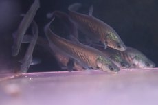 画像1: 【淡水魚】【通販】特価 ロイヤルナイフフィッシュ【1匹 サンプル画像】(±6-7cm)(大型魚)(生体)(熱帯魚)NKＯ (1)