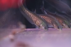 画像2: 【淡水魚】【通販】特価 ロイヤルナイフフィッシュ【1匹 サンプル画像】(±6-7cm)(大型魚)(生体)(熱帯魚)NKＯ (2)