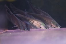 画像3: 【淡水魚】【通販】特価 ロイヤルナイフフィッシュ【1匹 サンプル画像】(±6-7cm)(大型魚)(生体)(熱帯魚)NKＯ (3)