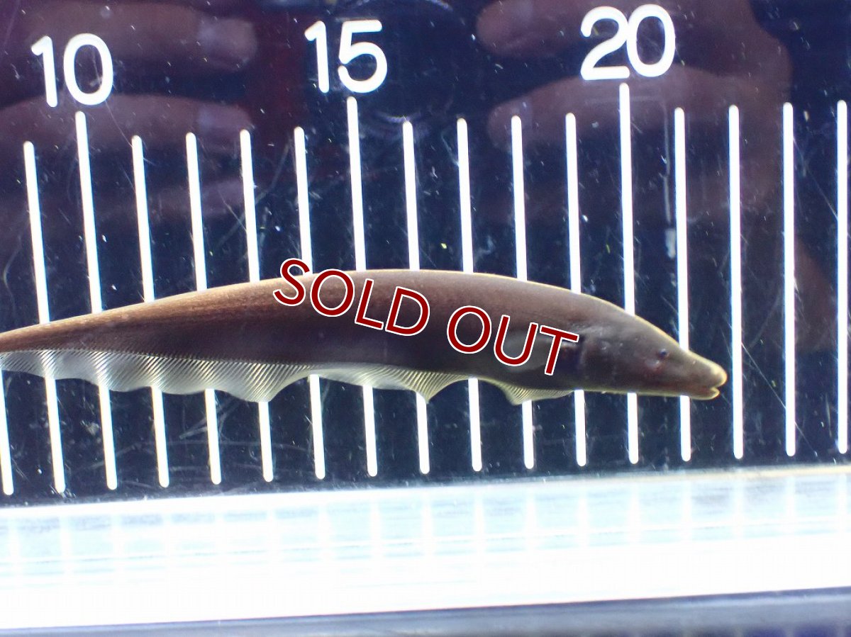 画像1: 【淡水魚】【通販】ブラウンゴーストナイフフィッシュ【1匹 サンプル画像】(±13-15cm)(大型魚・ナイフフィッシュ)(生体)(熱帯魚)NKO (1)