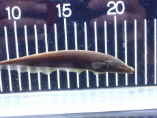 画像1: 【淡水魚】【通販】ブラウンゴーストナイフフィッシュ【1匹 サンプル画像】(±13-15cm)(大型魚・ナイフフィッシュ)(生体)(熱帯魚)NKO (1)