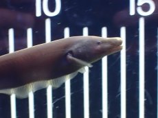 画像2: 【淡水魚】【通販】ブラウンゴーストナイフフィッシュ【1匹 サンプル画像】(±13-15cm)(大型魚・ナイフフィッシュ)(生体)(熱帯魚)NKO (2)