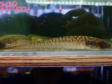画像1: 【淡水魚】【通販】ホワイトタイガーナイフフィッシュ(Brachypopomus)ペルー産 ワイルド【１匹 サンプル画像】(生体)(熱帯魚)NKO (1)