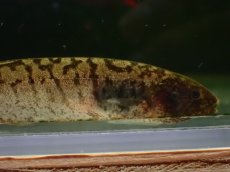 画像2: 【淡水魚】【通販】ホワイトタイガーナイフフィッシュ(Brachypopomus)ペルー産 ワイルド【１匹 サンプル画像】(生体)(熱帯魚)NKO (2)