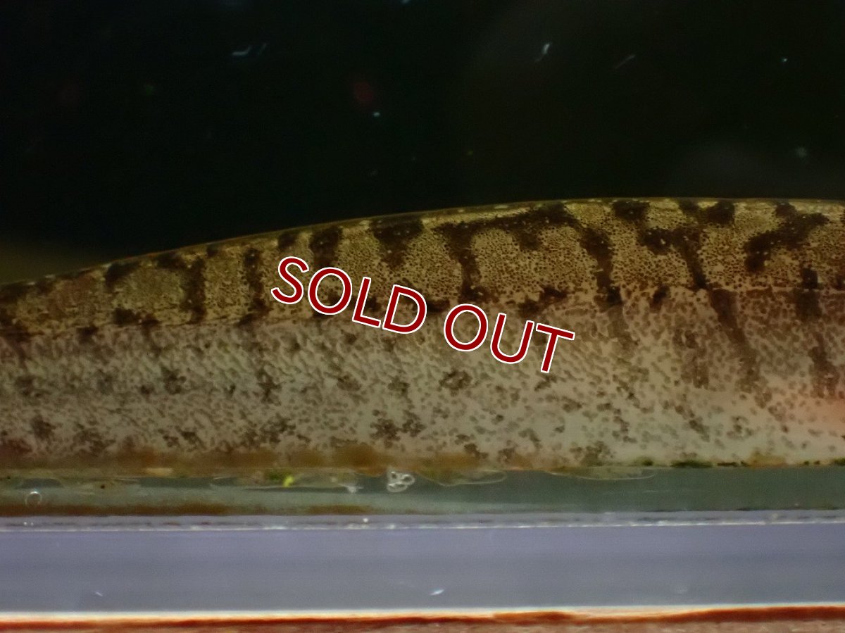 画像3: 【淡水魚】【通販】ホワイトタイガーナイフフィッシュ(Brachypopomus)ペルー産 ワイルド【１匹 サンプル画像】(生体)(熱帯魚)NKO (3)