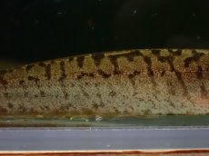 画像3: 【淡水魚】【通販】ホワイトタイガーナイフフィッシュ(Brachypopomus)ペルー産 ワイルド【１匹 サンプル画像】(生体)(熱帯魚)NKO (3)