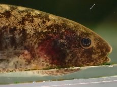 画像4: 【淡水魚】【通販】ホワイトタイガーナイフフィッシュ(Brachypopomus)ペルー産 ワイルド【１匹 サンプル画像】(生体)(熱帯魚)NKO (4)