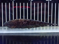 画像1: 【淡水魚】【通販】パラエノプス(マーブルナイフフィッシュ) ペルー産 ワイルド【1匹 サンプル画像】(±14cm)(大型魚(生体)(熱帯魚)NKO (1)