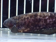 画像2: 【淡水魚】【通販】パラエノプス(マーブルナイフフィッシュ) ペルー産 ワイルド【1匹 サンプル画像】(±14cm)(大型魚(生体)(熱帯魚)NKO (2)