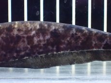 画像3: 【淡水魚】【通販】パラエノプス(マーブルナイフフィッシュ) ペルー産 ワイルド【1匹 サンプル画像】(±14cm)(大型魚(生体)(熱帯魚)NKO (3)