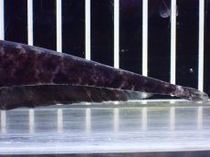 画像4: 【淡水魚】【通販】パラエノプス(マーブルナイフフィッシュ) ペルー産 ワイルド【1匹 サンプル画像】(±14cm)(大型魚(生体)(熱帯魚)NKO (4)