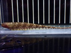 画像1: 【淡水魚】【通販】モトルドナイフフィッシュ ワイルド【1匹 サンプル画像】(±11-12cm)(大型魚(生体)(熱帯魚)NKO (1)