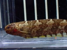 画像2: 【淡水魚】【通販】モトルドナイフフィッシュ ワイルド【1匹 サンプル画像】(±11-12cm)(大型魚(生体)(熱帯魚)NKO (2)