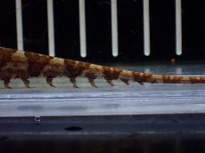 画像3: 【淡水魚】【通販】モトルドナイフフィッシュ ワイルド【1匹 サンプル画像】(±11-12cm)(大型魚(生体)(熱帯魚)NKO (3)