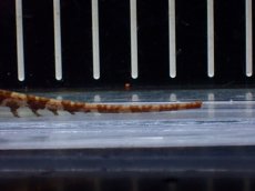 画像4: 【淡水魚】【通販】モトルドナイフフィッシュ ワイルド【1匹 サンプル画像】(±11-12cm)(大型魚(生体)(熱帯魚)NKO (4)