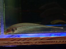 画像1: 【通販 淡水魚】大特価 グリーンナイフフィッシュ(リムバータ)　ペルー産 ワイルド【１匹 サンプル画像】(大型魚)(生体)(熱帯魚)NKO (1)