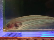 画像2: 【通販 淡水魚】大特価 グリーンナイフフィッシュ(リムバータ)　ペルー産 ワイルド【１匹 サンプル画像】(大型魚)(生体)(熱帯魚)NKO (2)