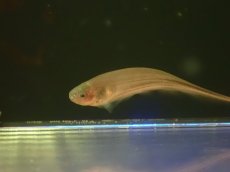 画像3: 【通販 淡水魚】大特価 グリーンナイフフィッシュ(リムバータ)　ペルー産 ワイルド【１匹 サンプル画像】(大型魚)(生体)(熱帯魚)NKO (3)