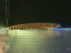 画像1: 【通販 淡水魚】大特価 ゼブラカラポナイフフィッシュ コロンビア産 ワイルド【１匹 サンプル画像】(大型魚)(生体)(熱帯魚)NKO (1)