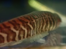 画像2: 【通販 淡水魚】大特価 ゼブラカラポナイフフィッシュ コロンビア産 ワイルド【１匹 サンプル画像】(大型魚)(生体)(熱帯魚)NKO (2)