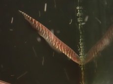 画像3: 【通販 淡水魚】大特価 ゼブラカラポナイフフィッシュ コロンビア産 ワイルド【１匹 サンプル画像】(大型魚)(生体)(熱帯魚)NKO (3)