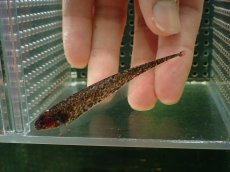 画像1: 【通販 淡水魚】大特価 ブラウンマーブルナイフフィッシュ コロンビア産 ワイルド【１匹 サンプル画像】(大型魚)(生体)(熱帯魚)NKO (1)