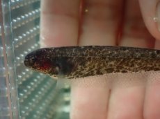 画像2: 【通販 淡水魚】大特価 ブラウンマーブルナイフフィッシュ コロンビア産 ワイルド【１匹 サンプル画像】(大型魚)(生体)(熱帯魚)NKO (2)