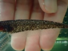 画像3: 【通販 淡水魚】大特価 ブラウンマーブルナイフフィッシュ コロンビア産 ワイルド【１匹 サンプル画像】(大型魚)(生体)(熱帯魚)NKO (3)